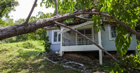 roof wind damage from a falling tree