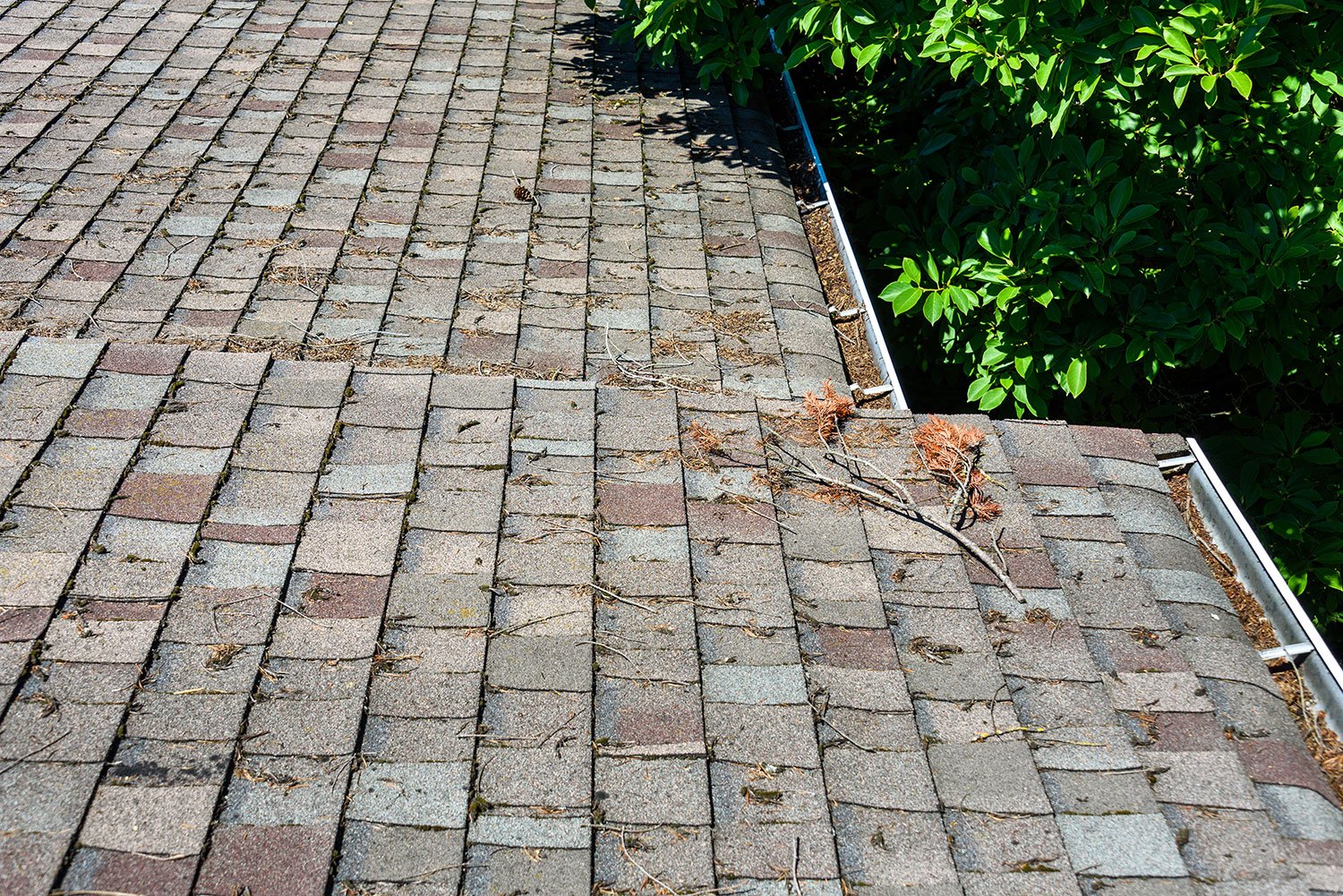 asphalt shingles growing moss