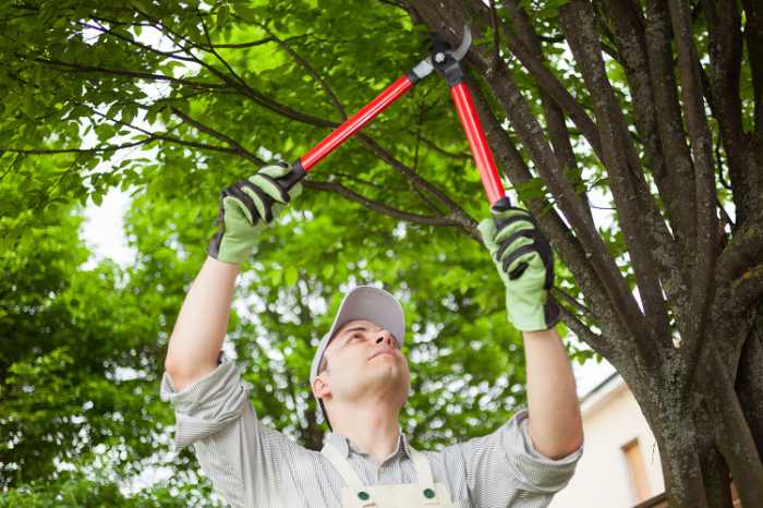 trimming tree to prevent damage