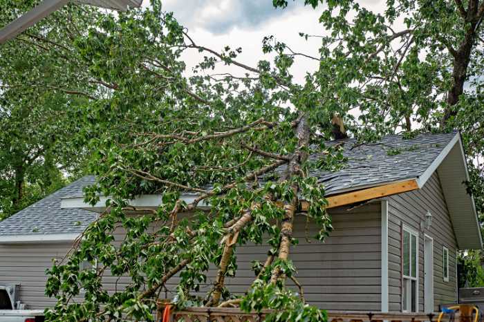 tree damage to house